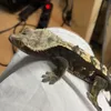 lizardgizmo