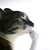 hellomaynguoigia