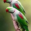 azadhossain9321