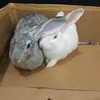 simplya_dumpling
