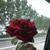 fleuxr.z