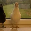 mattyboi7272