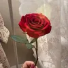 rodhcut