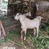 kambing.jah.kito