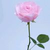 user7500704299104