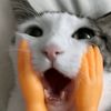 yphhhhhhhhh.6