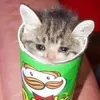 demoni_hd