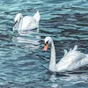 blackswan8543