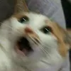anabeapo