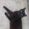 amorapinto3
