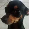 maxson.fabricio