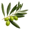 olive__kw