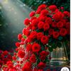 ruhama.nahom