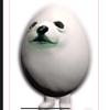 eggdog73