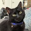 jasperthecat0720