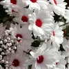 0565_huvo