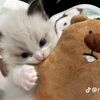 malkiacutest
