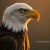 chaudhry_official9