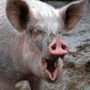 великий олях🐷💥