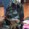dognegrosanchez