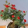 shahin.kazi97