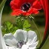 shahruddin0786