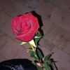 user924197483250