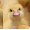 saudadecorazondepollo