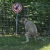 ancelpsltv7