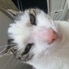 dani_on_bami