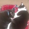 fatcat12