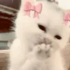 taif_adil6