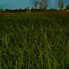 nguyentin29377