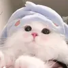meo_chenyiheng