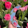 tulips1884