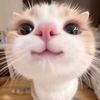 foufou_cute