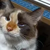 loucadosgatos06