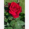 om.mohamed0536