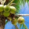 coconut..s