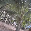 colennhedaudat