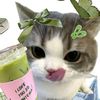 kally_imut