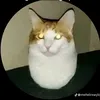 user461197709137