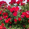 omrum_551
