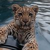 arda_vidds11