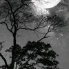 nadeen1234754