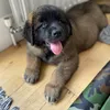 biggie_the_leonberger