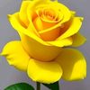 ahmed.haroon654
