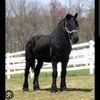 horsesrule2788