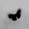 butterfly_4309