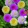 sardar246812379